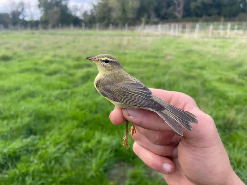 Willow Warbler