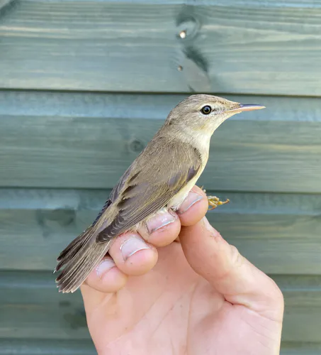 Reed Warbler