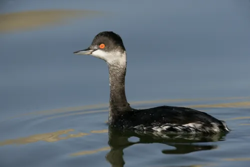 Black-necked Grebe