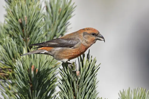 Crossbill