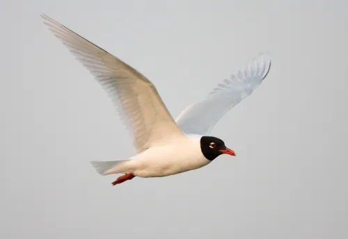 Mediterranean Gull