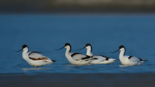 Avocet