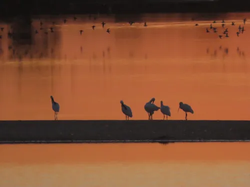 Spoonbill Silhouettes on Brownsea Lagoon © Seb Haggett
