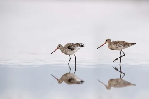 Black-tailed Godwit