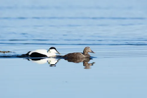 Eider
