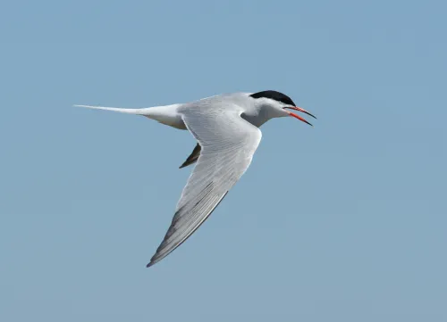 Common Tern