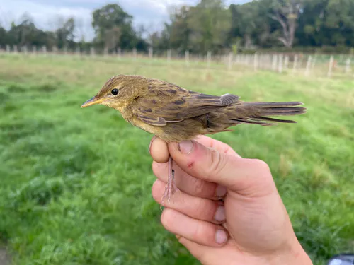 Grasshopper Warbler