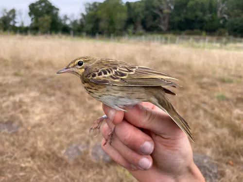 Tree Pipit