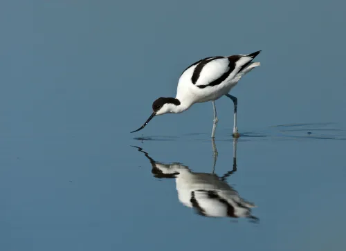Avocet
