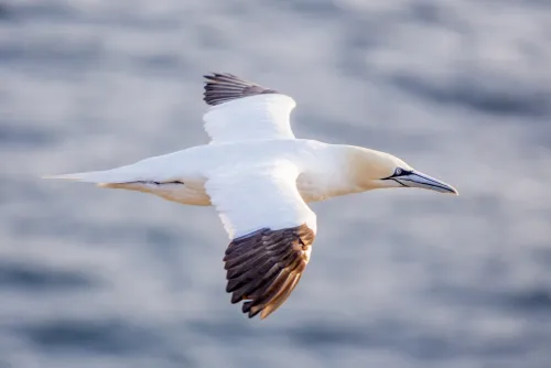 Northern Gannet