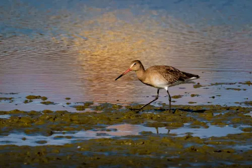Black-tailed Godwit