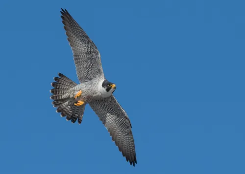 Peregrine