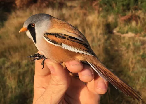 Bearded Tit (male)