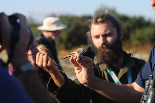 Bearded Tit ringing demo
