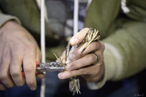 Jack Snipe being ringed © Steve Grundy
