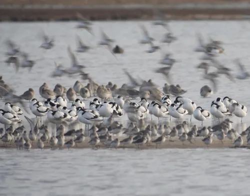 Wader roost