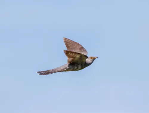 Cuckoo