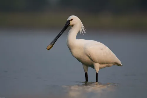 Spoonbill