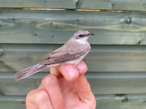 Lesser Whitethroat