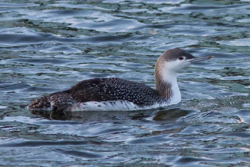Red-throated Diver