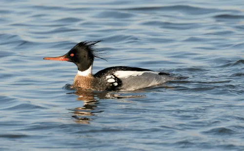 Red-breasted Merganser