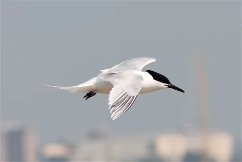 Sandwich Tern