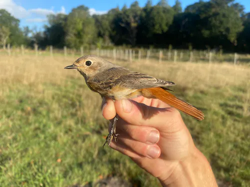 Redstart