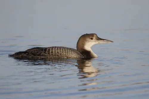 Great Northern Diver