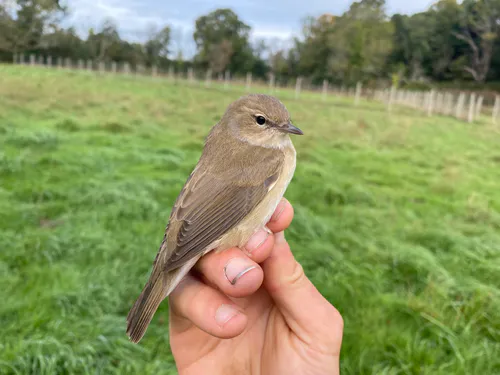 Garden Warbler