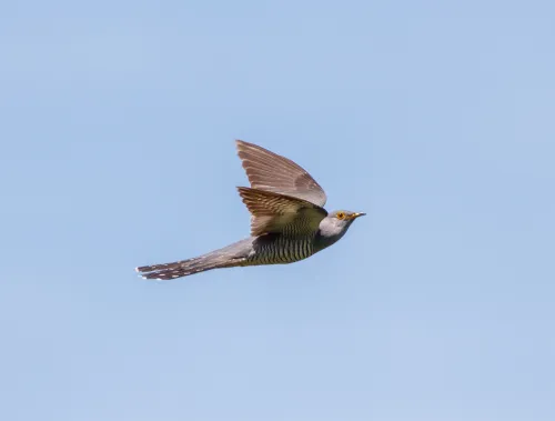 Cuckoo