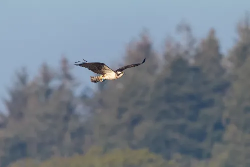 Osprey CJ7 © Mark Wright