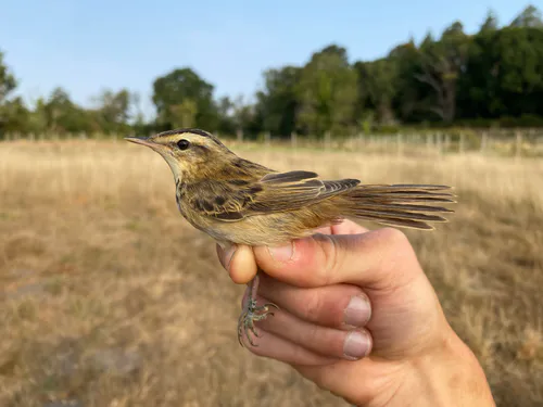 Sedge Warbler