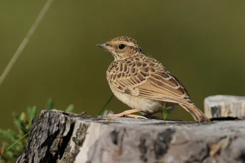 Woodlark