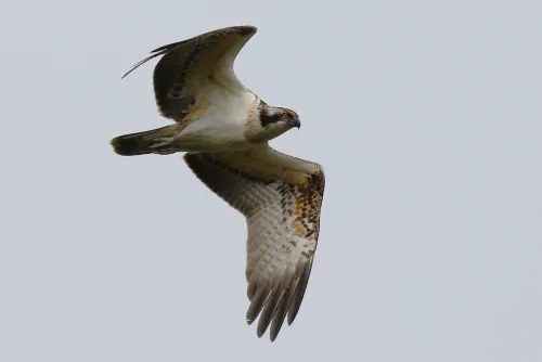 Juvenile Osprey © Peter Moore