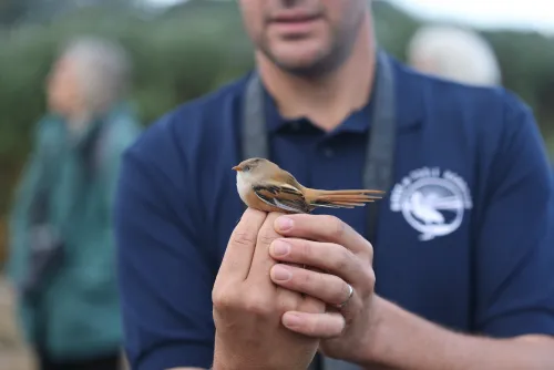Female Bearded Tit