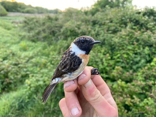 Stonechat