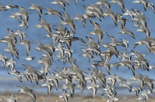 Turnstone, Knot & Sanderling