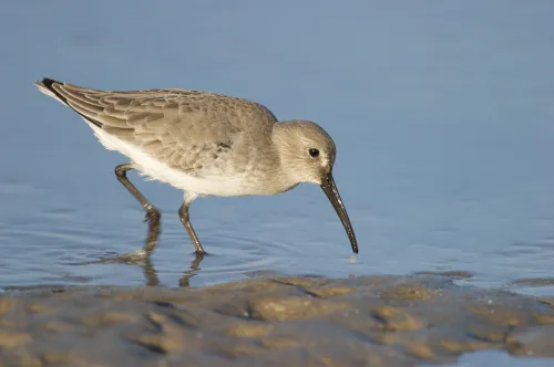 Dunlin