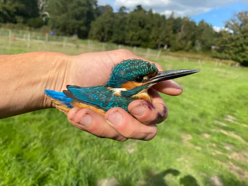 Kingfisher