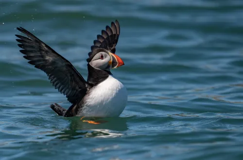 Atlantic Puffin