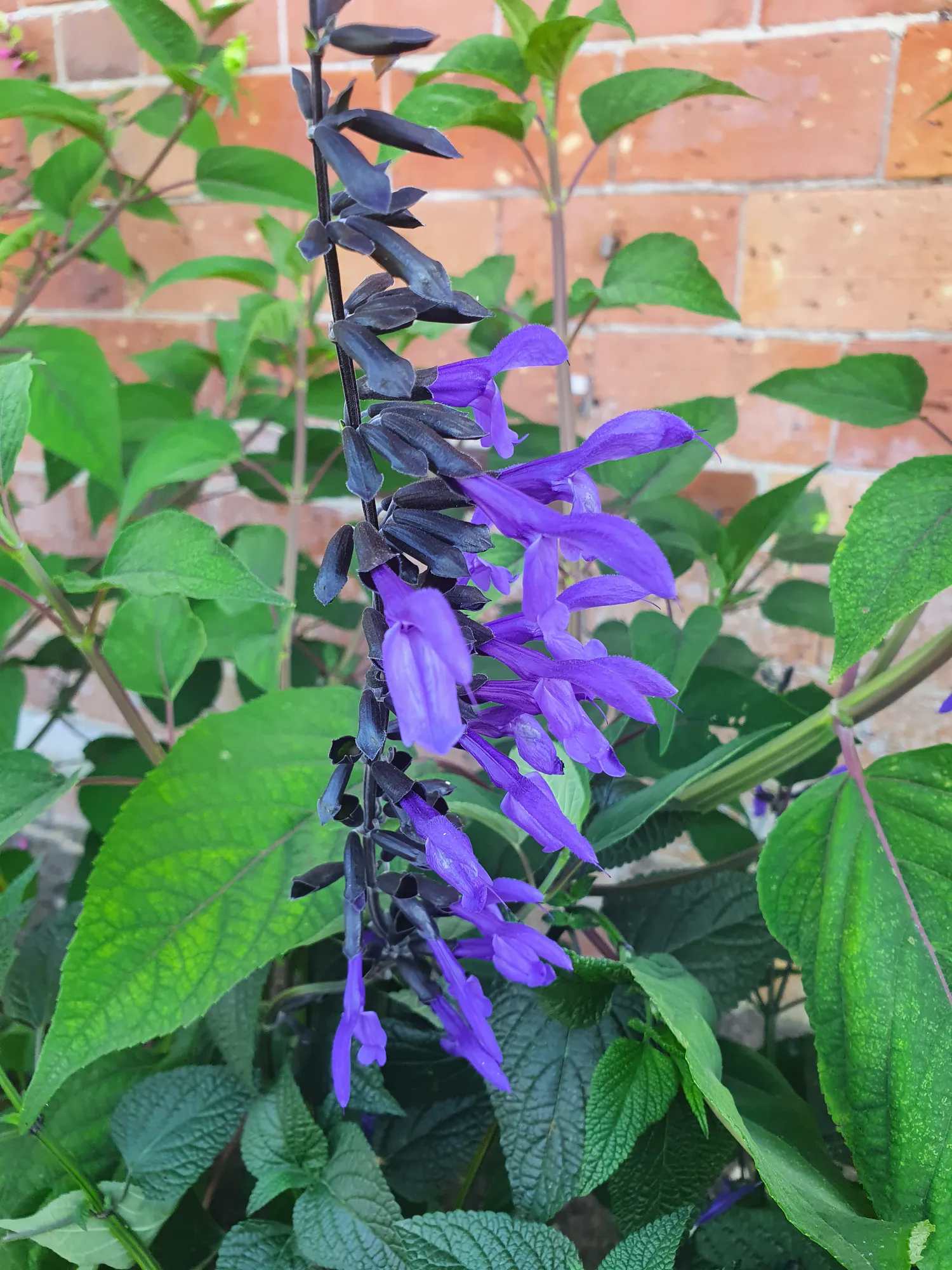 Careys Salvia Spectacular Wednesday 1st October 2025