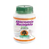 Willow Akkermansia Muciniphila 30 Billion 30 Capsules