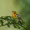 A vibrant black and orange Blackburnian Warbler sitting in a green spruce tree.