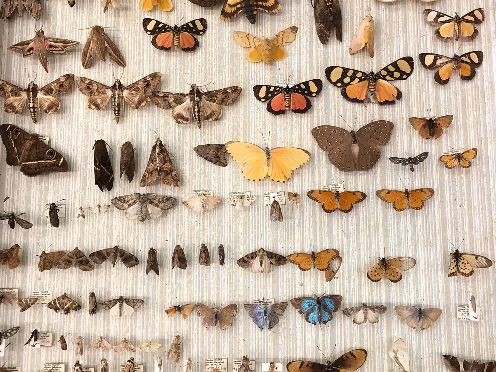 Exploring Insect Biodiversity in Namibia: A scientist’s collection journey