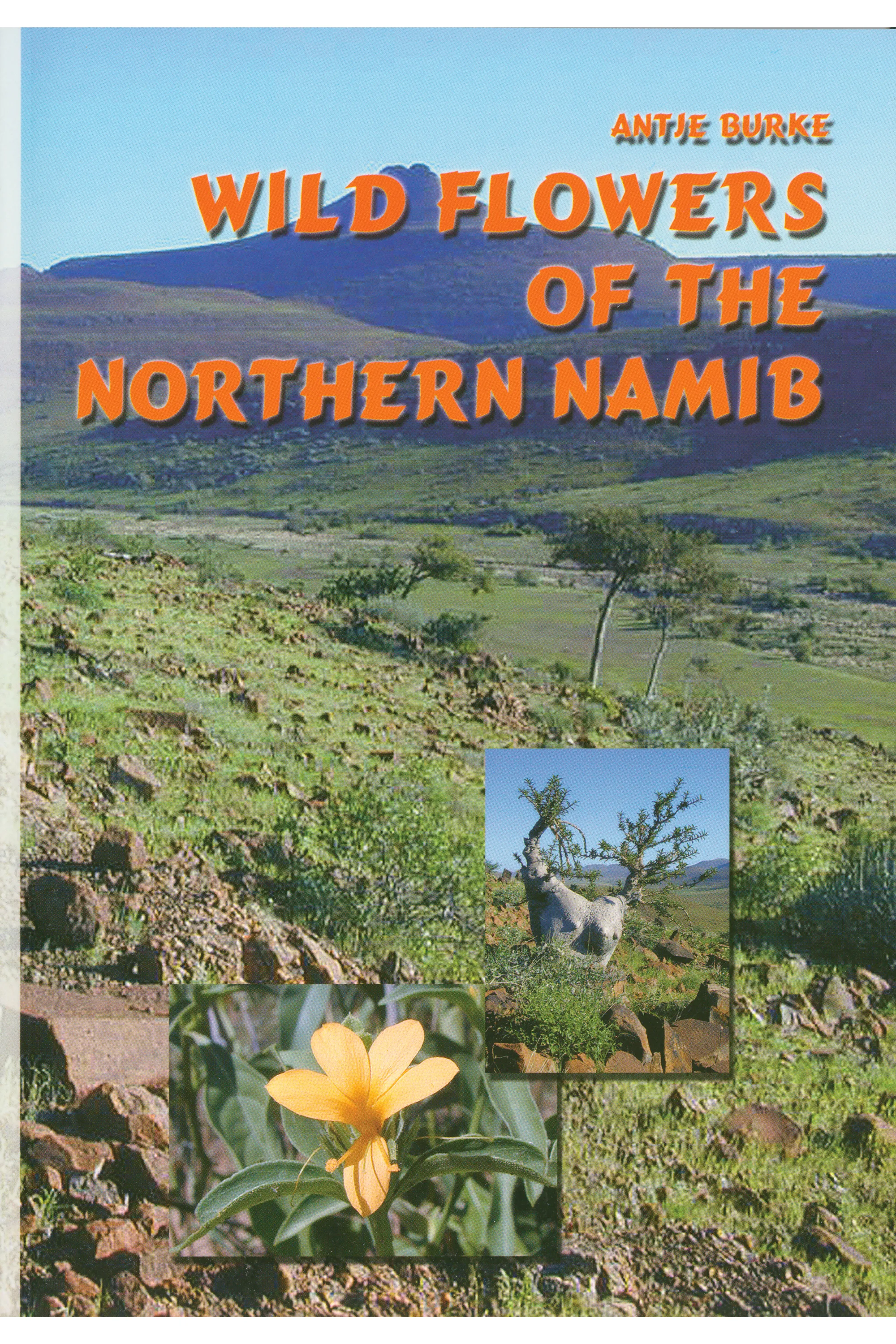 Wild Flowers of the Northern Namib Front