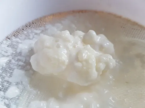 Milk Kefir grains