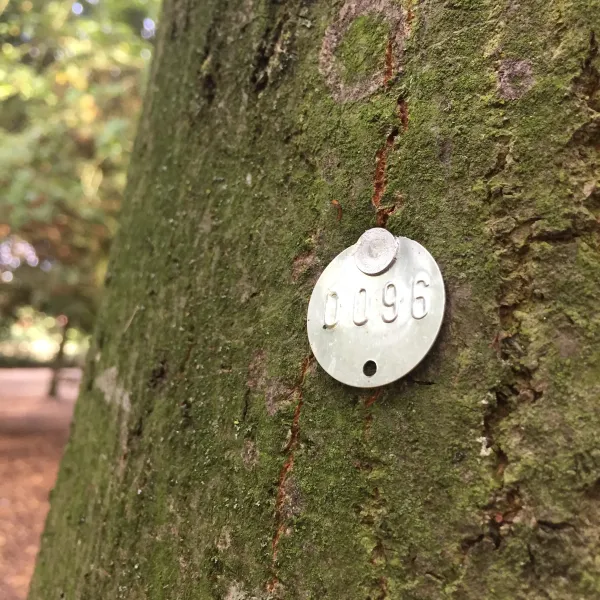 Embossed aluminium tree tags, 25 mm, sequentially numbered, with aluminium clout nails