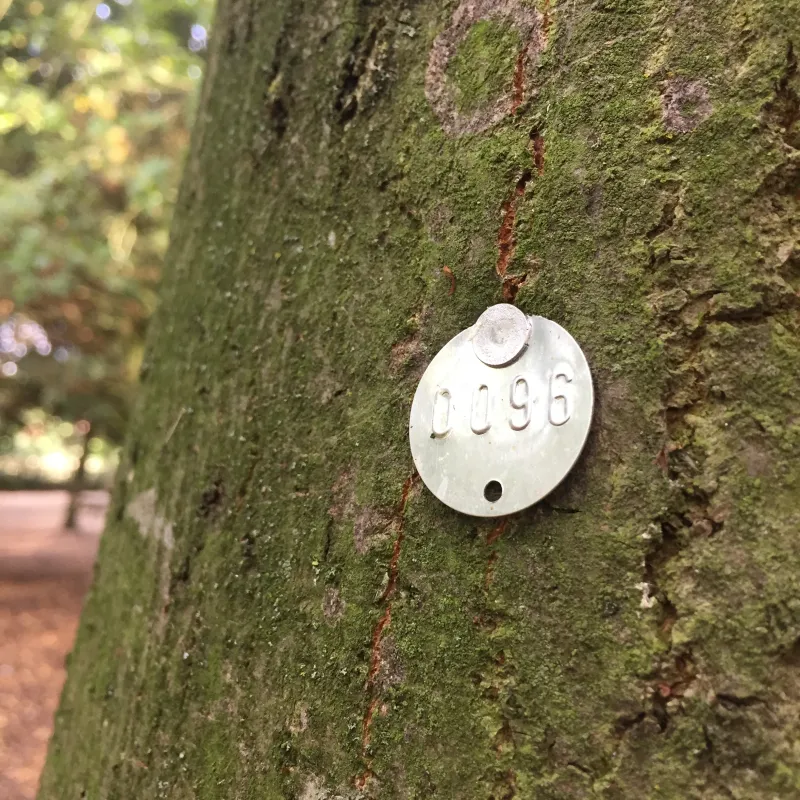 Aluminium Tree Tags with Nails